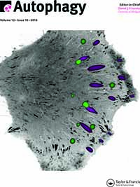 Cover image for Autophagy, Volume 12, Issue 10, 2016