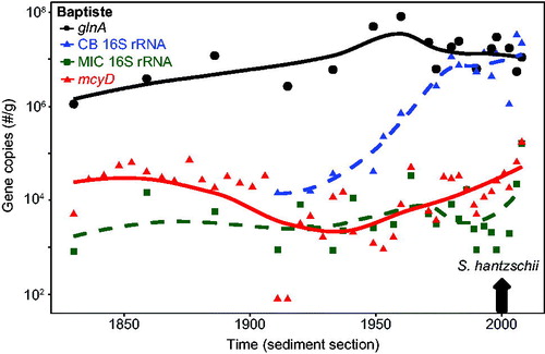 Figure 4. Baptiste Lake South (Alberta) across the sediment core time series. mcyD gene copy numbers as presented in Fig. 3 are plotted on a logarithmic scale, along with the bacterial housekeeping gln A, cyanobacterial 16S rRNA, and Microcystis specific 16S rRNA gene copy numbers/g f.w. Solid lines in each case represent LOESS trends. Gray arrow shown in early post 2000 CE corresponds to the rise in the diatom Stephanodiscus hantzschii, indicative of cultural eutrophication (from Adams et al., Citation2014).