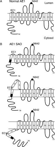 Figure 6. Proposed membrane topologies of AE1 SAO. (A) Folding model of normal human AE1 with 12 transmembrane segments in the ER membrane. The endogenous N-glycosylation site is N642. EC1, extracellular loop 1. (B) Possible topologies of AE1 SAO. Top, Decreased hydrophobic length of SAO TM1 results in weakened interaction with TM2. Middle, Weakened interaction with TM2 may cause TMs 2 and 3 to translocate into the ER lumen. Bottom, SAO TM1 may fail to integrate into the membrane, leaving both TMs 1 and 2 on the cytosolic side of the membrane. The dark area in TM1 represents residues N-terminal to the SAO deletion, which may be drawn in to form part of TM1 in AE1 SAO.