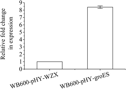 Figure 1. Relative expression levels of groES in B. subtilis WB600-pHY-WZX and WB600-pHY-groES determined by qRT-PCR. Note: The relative transcription levels of groES were normalised to the transcription level of the 16S rRNA gene. The presented values are averages of three independent experiments. The error bars indicate standard deviations.