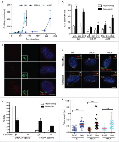 Figure 1. Increased frequency and length of cilia in senescent human fibroblasts; (A) Doubling time over extended culture periods of BJ, MRC5 and NHDF cells; (B). Immunofluorescence microscopy of senescent BJ cells stained with antibodies to Cep135 (green) and γ-H2AX (red). DNA was visualised with DAPI (blue). Scale bar, 10 μm; (C) Quantitation of the frequency of centrosomal amplification in senescent BJ cells with γ-H2AX staining, scored as >4 centrin2 spots in a cell. Histograms show means ± s.d. of 3 separate experiments in which at least 200 cells were quantitated; (D) Quantitation of the ciliation frequency in the indicated cells, based on imaging of acetylated tubulin. ‘Unt’, untreated. Serum starvation (‘Ser.-stvd’) consisted of 24 h culture with 0.1% newborn calf serum. Histograms show means ± s.d. of 3 separate experiments in which at least 200 cells were quantitated; (E) Immunofluorescence microscopy of the indicated cells stained with antibodies to Cep135 (green) and acetylated tubulin (red). DNA was visualised with DAPI (blue). Scale bar, 10 μm; (F) Quantitation of cilium length in the indicated cell lines. At least 30 ciliated cells were scored for each. *, P < 0.05; **, P < 0.01; ***, P < 0.001 compared with controls of the same cell line by unpaired t-test.