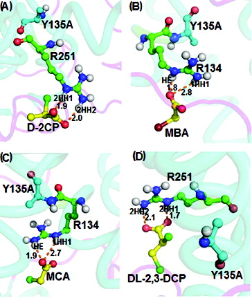 Figure 8. Interacting residues of DehD Y135A mutant with different substrates. DehD Y135A mutant bonded to: (A) (2R)-2-chloropropionate (D-2CP); (B) 2-bromoacetate (MBA); (C) 2-chloroacetate (MCA); and (D) (2R)-2,3-dichloropropionate (D,L-2,3-DCP). The intermolecular hydrogen bonding is in orange dashes measured in angstrom (Å). (Colour version available online at: www.tandfonline.com/tbeq)