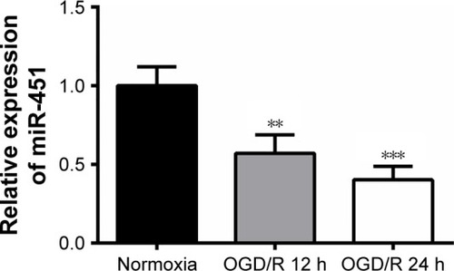 Figure 1 miR-451 expression was decreased in the OGD/R cells.