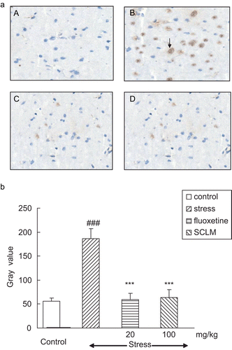 Figure 3.  (a) SCLM inhibited up-regulation of caspase-3 in the hippocampus of stressed mice. (A) Control; (B) stressed mice: numerous neurons with positive staining of caspase-3 could be observed, dark brown (arrow); (C) fluoxetine-treated (20 mg/kg) stressed mice: caspase-3-positive neurons were significantly reduced; (D) SCLM-treated (100 mg/kg) stressed mice: caspase-3-positive neurons were significantly decreased. (b) Staining was quantified as gray values (GVs) using computer image analysis (n = 5). CMS induced a significant elevation of caspase-3 GV as compared to control (185.92 ± 20.93, 53.92 ± 5.96, respectively); with SCLM (100 mg/kg) or fluoxetine (20 mg/kg) treatment for 21 days, these increases were reversed markedly (63.48 ± 16.23, 59.72 ± 12.32, respectively). Data analysis was performed using Dunnett’s t-test. ###p < 0.001, compared with control group, ***p < 0.001, compared with vehicle-treated stressed mice.