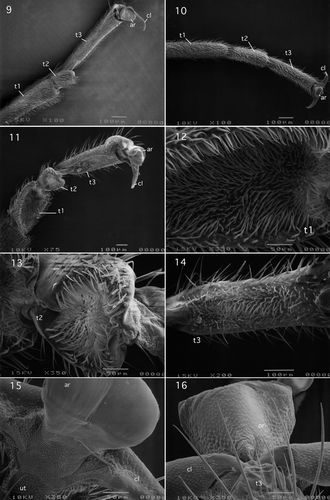 Figures 9–16. (9) Capniidae (Euholognatha): Isocapnia grandis Banks, ventrolateral view of tarsomeres 1–3 and pretarsus; (10) Taeniopterygidae: Taeniopteryginae (Euholognatha); Taeniopteryx maura (Pictet), ventrolateral view of tarsomeres 1–3 and pretarsus; (11–12) Scopuridae (Euholognatha): Scopura bihamulata Uchida, (11) ventrolateral view of tarsomeres 1–3 and pretarsus; (12) ventral view of tarsomere 1; (13–16) Scopuridae (Euholognatha): Scopura bihamulata Uchida, (13) ventral view of tarsomere 2; (14) ventral view of tarsomere 3; (15) ventral view of arolium; (16) dorsal view of orbicula. Abbreviations: ar, arolium; cl, claw; or, orbicula; t, tarsomeres; ut, unguitractor plate.