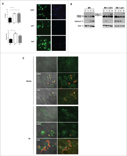 Figure 5. Analysis of galectin‑3 expression by murine macrophages upon interaction with C. albicans cells. (A) Phagocytosis by murine macrophages of the cek1 and hst7 mutants vs. the CAF2 wild type strain. Percentage of phagocytosed fungal cells (Upper subfigure) or Phagocytic index (Lower subfigure) assessed by counting number of internalized yeast per 100 phagocytes (at least 10 fields on each immunofluorescence carried out in duplicate). Data from phagocytic assays were collected in at least 3 independent experiments. (*p < 0.05, ** p < 0.01). Fluorescent microscopy images showing extracellular yeast (blue) and both extra and intracellular yeast (green) are shown. (B) Immunodetection analysis of cells recovered from interaction studies between C. albicans and murine macrophages. Wild type (CAF2) or cek1 mutant cells were added to a confluent monolayer of macrophages (Raw 264.7 – MΦ) at MOI 10:1 (yeast: MΦ) and let to interact at 37ºC. Cells were collected at the indicated time-points and treated for immunoblot detection of MAPKs and ERKs activation pattern (anti-phospho-p44/42) as well as for detection of galectin‑3 expression (anti‑galectin‑3). Anti-actin was used as loading control. (C) Immunofluorescence microscopy analysis of C. albicans cells (CAF2 and cek1) interacting with murine macrophages (MOI: 1:1, yeast: MΦ). Yeast cells are constitutively expressing RFP (visible in red) while galectin‑3 is visible in green. Right pictures are fluorescence merged images of green and red channels, while left pictures include the phase contrast image for clarity. Control macrophages without Candida cells are shown as -.