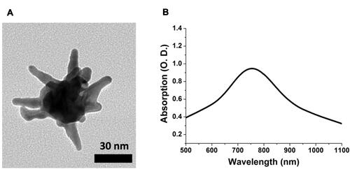 Figure 1 TEM image (A) and Vis-NIR absorption spectrum (B) of the synthesized GNS used in this study.