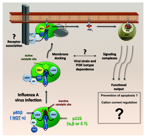 Figure 2. A model of NS1-activated PI3K. NS1 binds the iSH2 domain of p85β and displaces the inhibitory nSH2 domain. The docking of NS1-activated PI3K complexes to membranes, the involvement of effectors other than Akt and the ultimate biological consequences remain unclear. Different viral strains and PI3K isotypes may drive the response through distinct pathways.