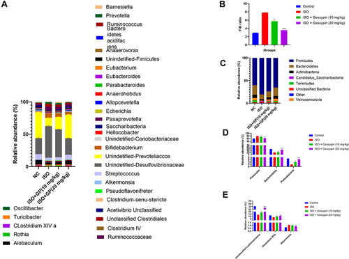 Figure 12 Effect of Gossypin on the gut microbiota of ISO induced MI rats. (A) Relative abundance of different bacteria, (B) F/B ratio, (C) relative abundance of major bacteria, (D) relative abundance of Firmicutes, Bacteroidetes, Proteobacteria, (E) relative abundance of unclassified bacteria Values are presented as mean± standard error mean (SEM). Where *P<0.05, **P<0.01 and ***P<0.001 were consider as significant, more significant and extreme significant. All group contains 6 rats.