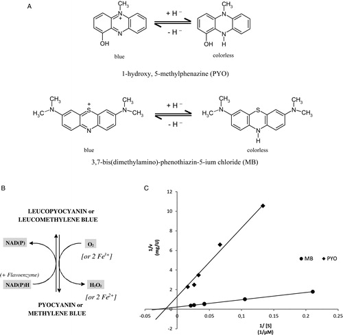 Figure 1. (A) Structures of PYO and MB in oxidized and reduced forms. (B) PYO and MB as redox cycling catalysts in vivo: NAD(P)H-dependent reduction of the blue oxidized forms and rapid re-oxidation of the leuco forms by auto-oxidation. (C) PYO and MB as diaphorase substrates of P. falciparum mitochondrial lipoamide dehydrogenase. In the Lineweaver–Burk diagram, the ordinate axis intercepts represent the reciprocal values of the specific activity for PYO (squares) and MB (circles). The enzyme preparation described in the experimental section was used. The OH group of PYOox has a pKa of 4.9.