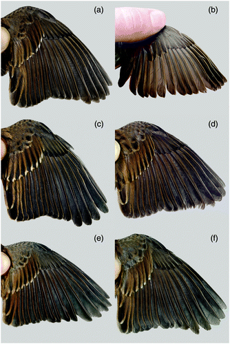 Figure 1. Spread wings of Dunnock showing greater coverts and primary coverts: (a) second calendar year (2cy) with four retained juvenile greater coverts (Falsterbo Bird Observatory, Sweden, spring); (b) 2cy with four retained juvenile greater coverts; note that this bird is missing greater coverts 6 and 7 (Liverpool, UK, June); (c) 1cy with 10 retained juvenile greater coverts (Falsterbo Bird Observatory, autumn); (d) 2cy with no retained juvenile greater coverts (Falsterbo Bird Observatory, spring); (e) 2 + cy (Falsterbo Bird Observatory, autumn); (f) 3 + cy (Falsterbo Bird Observatory, spring).