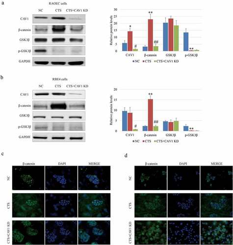 Figure 3. Effect of CAV1 on β-catenin in RAOEC and RBE4 cells. WB assay and analysis show the expression of β-catenin and GSK3β phosphorylation affected by chitosan and CAV-1 knockdown in RAOEC (a) and RBE4 (b) cells. IF assay shows the Subcellular localization of β-catenin affected by chitosan and CAV-1 knockdown in RAOEC (c) and RBE4 (d) cells. RAOEC cells: rat aortic endothelial cells; RBE4 cells: rat brain endothelium 4 cells; NC: negative control group; CTS: chitosan group; KD: knockdown; CAV1: caveolin 1; β-catenin: catenin beta 1; GSK3β: glycogen synthase kinase 3 beta; p: phosphorylated; GAPDH: glyceraldehyde-3-phosphate dehydrogenase. ‘*’ and ‘**’ mean the significant difference with p-value less than 0.05 and 0.01 by the comparison between CTS and NC, ‘#’ and ‘##’ mean the significant difference with p-value less than 0.05 and 0.01 by the comparison between with and without chitosan.