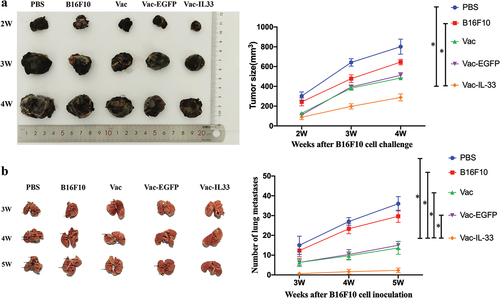 Figure 4. (a) Tumor size is measured at 2 weeks, 3 weeks and 4 weeks after tumor inoculation, including the maximum and minimum diameter of tumor. (b) At 3, 4, and 5 weeks after the tumor cells are injected into the tail vein of mice, the lung tissues are taken out and the number of metastatic nodules is counted. (c) The HE staining of tumor tissue. (d, e) The expression of Ki-67 and caspase-3 in tumors removed from C57/BL6 mice were detected by immunohistochemistry respectively. (n = 3; *P < .05，**P < .01，***P < .001).