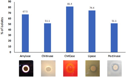 Figure 2. Percentage distribution of hydrolytic enzymes production by Streptomyces isolates. Amylase production on SCNA plate, chitinase production on chitin agar plate, CMCase production on carboxy methyl cellulose agar plate, lipase production on egg-yolk agar plate, and pectinase production on pectin agar plate.