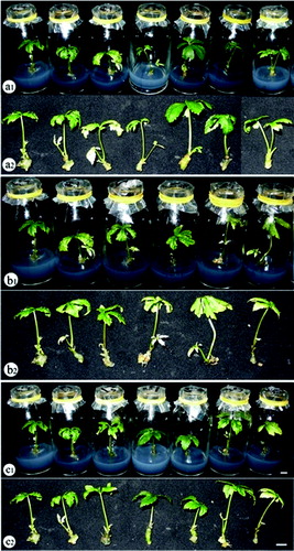 Figure 3. The growth and development of P. vietnamensis plantlets under different lighting conditions after 12 weeks of culture. a1, a2: fluorescent lamp, red, blue, green, yellow and white LEDs, and 3U compact fluorescent lamp (from left to right); b1, b2: fluorescent lamp, blue LED, red LED combined with blue LED at the ratios of 10:90, 20:80, 30:70, 40:60 and 50:50 (from left to right); c1, c2: fluorescent lamp, red LED, red LED combined with blue LED at the ratios of 90:10, 80:20, 70:30, 60:40 and 50:50 (from left to right).