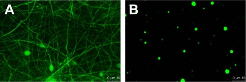 Figure 7 The protein distribution within the sheath-core and blended electrospun fibers.Notes: Laser scanning confocal microscopy images of recombinant enhanced green fluorescent protein in (A) coaxial and (B) blended electrospun nanofibers. Magnification ×400.
