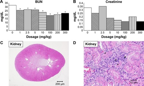 Figure 4 Blood biochemistry test and histopathological analysis of kidney.Notes: Serum biochemical parameters indicating kidney function with (A) BUN and (B) creatinine. BUN was significantly lower in all treatment groups. Histopathological analysis with H&E staining of kidney at (C) 20× and (D) 400× magnifications with mild focal monocyte infiltration (arrow) and tubular regeneration (arrow head). *P<0.05 when compared with control group, 0 mg/kg.Abbreviation: BUN, blood urea nitrogen.