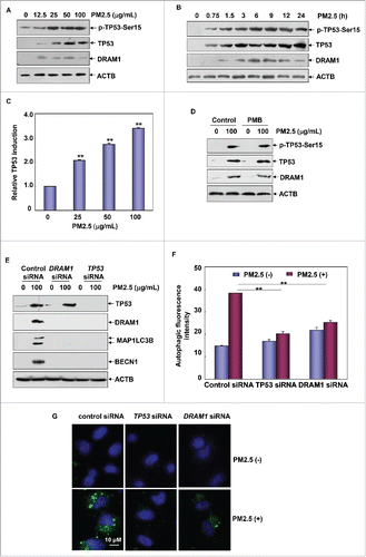 Figure 5. PM2.5 induced TP53 transactivation, which was critical for mediating autophagy induction in Beas-2B cells. (A and B) Beas-2B cells were left untreated or were treated with PM2.5 as described in Fig. 1A and 1E, and the induction of TP53 activation and DRAM1 expression was examined. (C) Beas-2B cells were transfected with TP53-dependent luciferase reporter, and stable transfectants were established. The transfectants were exposed to different doses of PM2.5 (as indicated), and the induction of TP53-dependent luciferase activity was examined 12 h after PM2.5 exposure (**, P < 0.01). (D) Beas-2B cells were treated as described in Fig. 1F, and the induction of TP53 activation and DRAM1 expression was examined 24 h after PM2.5 exposure. (E) Beas-2B cells were transfected with TP53 siRNA, DRAM1 siRNA or control siRNA; then, they were treated with PM2.5 (100 μg/mL) 36 h after transfection. The activation status of TP53 and the expression levels of DRAM1, BECN1 MAP1LC3B were examined 24 h after PM2.5 exposure. (F and G) Beas-2B cells were transfected and treated as described in (E), and then the autophagy signals were detected as described in Fig. 2C and 2D (**, P < 0.01). p, phosphorylated.