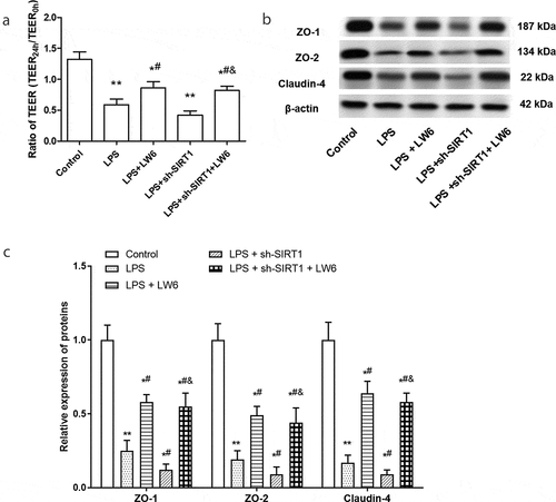 Figure 5. Inhibition of HIF-1 relieved the tight junction proteins dysfunction in LPS-stimulated Caco-2 cells. (a) The effect of LW6 on TEER in Caco-2 cells were examined after stimulated by LPS and downregulation of SIRT1. (b) and (c) The effect of LW6 on the expression of tight junction proteins. *P < 0.05, **P < 0.01, compared with the control group; #P < 0.05, compared with the LPS treatment group; & P < 0.05, compared with the LPS + sh-SIRT1 treatment group.