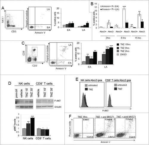Figure 3. NK cells exhibit resistance to TMZ-induced apoptosis. (A and C) Apoptosis induced by TMZ treatment in NK and CD8+ T cells from PBLs of naive mice (n = 20). EA and LA represent early and late apoptosis, respectively. (B) Early and late apoptosis of Abcc3+ and Abcc3− NK cells treated in vitro with 1 μM TMZ. (D) Western blot analysis and densitometric quantification of pAkt in blood immune-separated NK and CD8+ T cells of naïve mice (n = 20) treated with 1 μM TMZ or DMSO. (E) Intracellular staining of pAkt in blood-derived Abcc3+NK and Abcc3+CD8+ T cells from glioma-bearing mice (n = 4/group) at 72 h. (F) Representative dot plots showing apoptosis in NK cells treated for 4 h in vitro with 1 μM TMZ and 25 μM Abcc3 inhibitor added to the medium 30 min before (pre-MK571) or after (post MK571) the pharmacological treatment. *p < 0.01, **p < 0.001 and ***p < 0.0001.