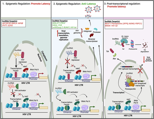 Figure 2 Regulation of HIV latency by cellular lncRNAs. Similar to miRNAs, lncRNAs may facilitate the regulation of HIV latency via three mechanisms, two of which exist at the epigenetic level. (Left) LncRNAs can bind and/or recruit HIV repressors to the HIV 5′ LTR. This leads to repressive epigenetic modifications, such as histone methylation. Alternatively, lncRNAs can inhibit the binding/recruitment of HIV activators to the HIV 5′ LTR. Both cases would lead to transcriptional repression and latency maintenance. (Middle) Alternatively, some lncRNAs may either inhibit (HIV repressors) or promote (HIV activators) the recruitment of protein complexes to the HIV-1 5′ LTR, resulting in gene activation, and reactivation of HIV from latency. (Right) Other lncRNAs may promote latency post-transcriptionally. In one scenario, lncRNAs can associate with nuclear proteins to form paraspeckles, or complexes that regulate mRNA export. Binding of unspliced HIV transcripts to paraspeckles can inhibit their nuclear export, decreasing viral protein synthesis. Alternatively, lncRNAs can link viral regulatory proteins (Tat) to the ubiquitin proteasome system, facilitating their premature degradation. Specific lncRNAs and their cellular or viral protein target(s) are listed; lncRNAs/targets that promote latency are highlighted in red, while those that have anti-latency properties are highlighted in green. The figure was created in Biorender.com.