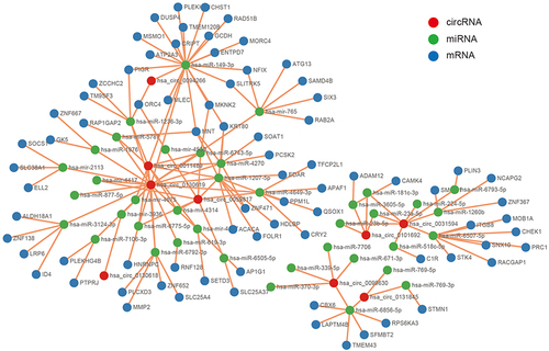 Figure 3 The ceRNA network of circRNA/miRNA/mRNA in CRSwNP. Red dots represent circRNAs. Green dots indicate miRNAs. Blue dots indicate mRNAs.