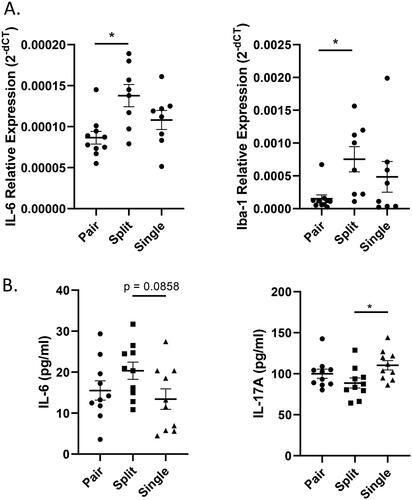 Figure 6. Expression of the cytokine IL-6 was increased in split-housed mice. (A) Expression levels of the cytokines IL-6 and Iba-1 in the hippocampus (n = 8–10 per group). (B) Serum concentrations of the cytokines IL-6 and IL-17A. (n = 10 per group). Welch's ANOVA followed by Dunn’s test; *p < 0.05; Mean ± S.E.M.