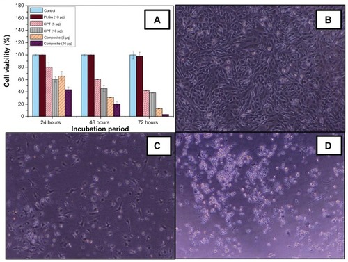 Figure 8 In vitro cytotoxicity of (A) free camptothecin and camptothecin/iron(III) oxide-embedded poly(D,L-lactide-co-glycolide) composite. Untreated C2C12 cells and cells treated with pristine poly(D,L-lactide-co-glycolide) were used as a control. Representative phase contrast images of C2C12 cell lines (B) unexposed to, (C) exposed to 5 μg, and (D) exposed to 10 μg camptothecin/iron(III) oxide-embedded poly(D,L-lactide-co-glycolide) composite.Note: Magnification 40×.Abbreviations: CPT, camptothecin; PLGA, poly(D,L-lactide-co-glycolide).