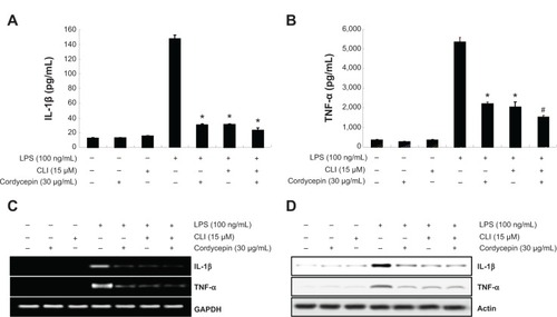 Figure 7 Effects of the TLR4 inhibitor CLI-095 on production of TNF-α and IL-1β in LPS-stimulated RAW 264.7 macrophages.