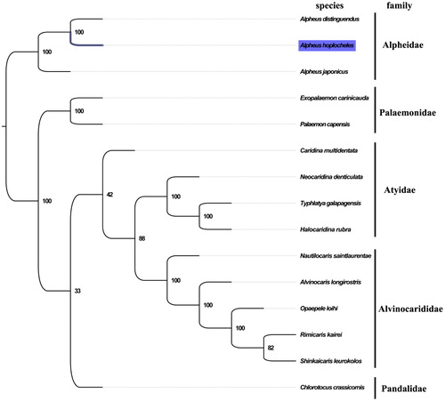 Figure 1. Phylogenetic tree of 15 species in infraorder Caridea. The complete mitogenome is downloaded from GenBank and the phylogenic tree is constructed by maximum-likelihood method with 100 bootstrap replicates. The bootstrap values were labelled at each branch nodes. The gene's accession number for tree construction is listed as follows: Alpheus japonicus (NC_038116), Alpheus distinguendus (NC_014883), Palaemon capensis (NC_039373), Exopalaemon carinicauda (NC_012566), Caridina multidentata (NC_038067), Neocaridina denticulata (NC_023823), Typhlatya galapagensis (NC_035402), Halocaridina rubra (NC_008413), Nautilocaris saintlaurentae (NC_021971), Alvinocaris longirostris (NC_020313), Opaepele loihi (NC_020311), Rimicaris kairei (NC_020310), Shinkaicaris leurokolos (NC_037487), and Chlorotocus crassicornis (NC_035828).