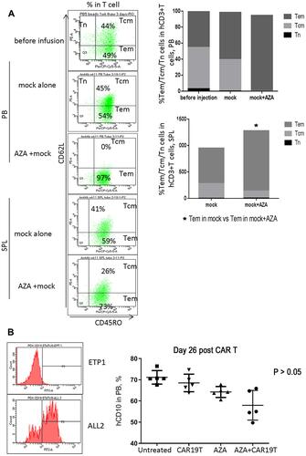 Figure 8 Host priming with AZA promoted GVL effect mediated by mock T cells (continued). (A) Host priming with AZA promoted T cell differentiation of infused mock T cells into CD62L– CD45RO+ Tem in expense of CD62L+ CD45RO+ Tcm. Representative dot plots of CD62L and CD45RO expression are shown. (B) hCD19 expression in leukemia ETP-1 and ALL-2 cells. hCD10+ cell engraftment in PB in mice infused with CD19– CD10+ ETP-1 cells and treated with CAR19 T, AZA, or AZA + CAR19 T (n = 5 per group).