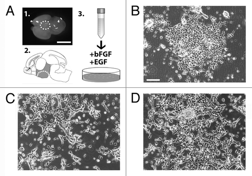 Figure 1. (A) Images of the hypothalamic area dissected from wild-type E14.5 mouse brain to generate parental AC1 cells (panels 1–2). The cells were plated in medium supplemented with of bFGF and EGF (schematic in 3). (B–D) Phase-contrast images of AC1 cells taken 5 d after the initial plating in vitro (P0) (B), at passage 1 (P1) (C), and passage 2 (P2) (D). Scale bars: 10 mm (A), 100 μm (B-D).