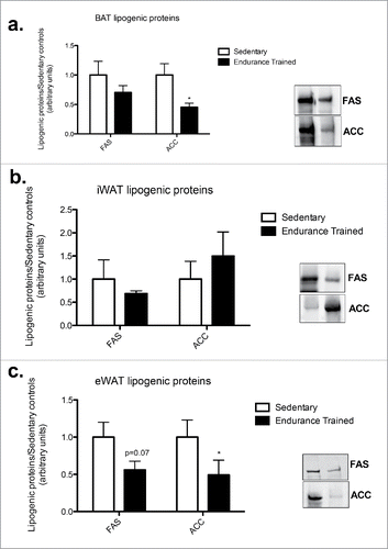 Figure 3. Endurance training reduced ACC content in BAT and eWAT. a) BAT lipogenic proteins; b) iWAT lipogenic proteins; c) eWAT lipogenic proteins. Statistics compare sedentary vs. endurance-trained within the same protein (FAS: fatty acid synthase; ACC: acetyl CoA-carboxylase). Data are reported as mean±SE. * denotes significant differences between trained and sedentary (p < 0.05).