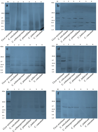 Figure 3. Sodium dodecyl sulfate-polyacrylamide gel electrophoresis separation of seed protein isolates of various Cicer species and hydrolysates produced using the following enzymes (a) alcalase (b) flavourzyme (c) chymotrypsin (d) papain (e) pepsin and (f) trypsin.