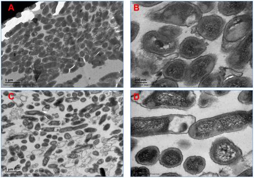 Figure 6 Cell membrane damage imaged via TEM. (A) MRSA treated with 3.33 μg/mL of BZK nanoparticles (×25 k). (B) TEM images of MRSA treated with 3.33 μg/mL BZK aqueous solution (×100 k). (C) TEM images of MRSA treated with 5 mg/mL of BZK nanoparticles (×25 k). (D) TEM images of MRSA treated with 5 mg/mL of BZK nanoparticles (×100 k).