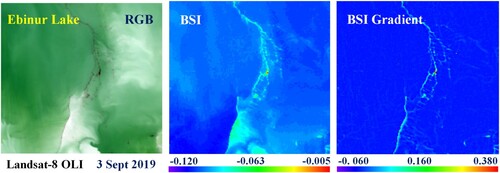 Figure 3. Extraction result comparison of the BSI threshold and BSI gradient. By comparison, the BSI gradient enhances the difference between water and Artemia slicks, ensuring more homogenous water background information. Within the small scope of an image, the BSI gradient value of most water pixels is approximately 0, while the gradient value of Artemia pixels is greater than 0.