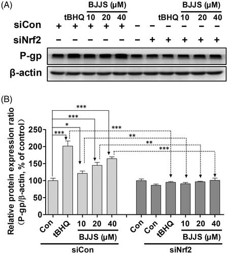 Figure 4. Mediation effects of Nrf2 on P-gp expression induced by BJJS. HepG2 cells were transfected with Nrf2-specific siRNA (siNrf2) or control siRNA (siCon). Protein levels of P-gp were measured using Western blot analysis. Densitometry results were related to β-actin and presented as percentage of control. Data are represented as the mean ± SD (n = 3). **p < 0.01 and ***p < 0.001 compared to the control group by using one-way ANOVA analysis.