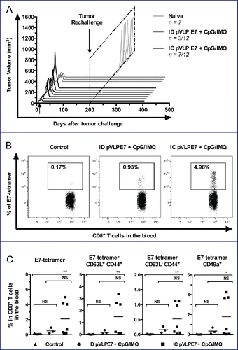 Figure 6. Long-term protection induced by intra-cheek vaccinations. Immunized C57BL/6 mice showing complete tumor regression (3–7 mice per group), were rechallenged with TC-1 cells at day 200. (A) Monitoring of tumor volume measured every 2–4 d. (B) Blood detection by flow cytometry of E749-57-tetramer expressing cells in CD8+ T cells at day 250. A representative analysis is shown. (C) Percentages of CD62L, CD44 and CD49a cells in CD8+ T cells. Data was obtained from three separate experiments. NS, non-statistical difference = p > 0.05; *p < 0.05; **p < 0.01.