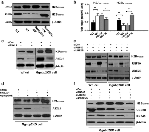 Figure 5. GGNBP2 regulates histone H2A and H2B ubiquitination levels in vitro.