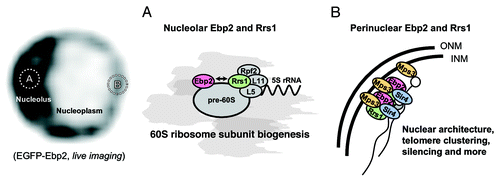 Figure 2. Two states of Ebp2 and Rrs1 in the nucleus. (A) Ebp2 and Rrs1 interact with each other. Freely diffusible forms of Ebp2 and Rrs1 in the nucleolus have essential functions in biogenesis of the 60S ribosomal subunit. Rrs1 and Rpf2 are necessary for incorporation of 5S rRNA and ribosomal proteins L5 and L11 into pre-ribosomes. (B) Ebp2 and Rrs1 form the complex with Mps3 at the nuclear periphery and act as a complex playing roles in the structural maintenance of the nucleus and the telomere clustering and silencing. Gray blank ellipse, unknown proteins constituting perinuclear protein network.