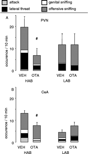 Figure 3 Consequences on maternal aggression of infusion of the OTA bilaterally into (A) the PVN or (B) the CeA of lactating HAB and LAB residents via retrodialysis. The occurrence of attacks, lateral threats, genital sniffing after attack and offensive sniffing during the 10-min maternal defense test were monitored. Data are expressed as the sum of the aggressive behaviors + SEM. Number of rats was 6–8 per group. #p < 0.05 vs. respective VEH. Data partly reprinted from Bosch et al. (Citation2005) with permission. Copyright 2005 by the Society for Neuroscience.