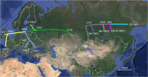 Fig. 3 A possible model of TBEV dispersal.The maximum clade credibility tree is plotted onto geographic location. The time of estimated tMRCA of each phylogenetic linage are indicated at the major nodes in the tree