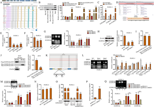Figure 4. LINC00857 recruits SRSF1 for alternative splicing to regulate CLDN12 expression in PAAD cells.