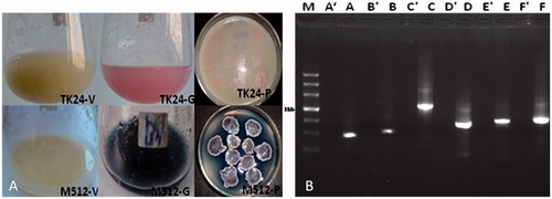 Figure 2. Analysis of heterologous expression of Fos-PKS biosynthetic genes cluster in Streptomyces: (A) phenotype of the Streptomyces heterologous expression strains. TK24-V: S. lividans TK24/p126–p124 in FST12 liquid fermentation medium, TK24-G: S. lividans TK24/p6-fosAB–p4-fosCDEF in FST12 liquid fermentation medium, TK24-P: S. lividans TK24/p6-fosAB–p4-fosCDEF on MS medium; M512-V: S. coelicolor M512/p126–p124 in FST12 liquid fermentation medium, M512-G: S. coelicolor M512/p6-fosAB–p4-fosCDEF in FST12 liquid fermentation medium, M512-P: S. coelicolor M512/p6-fosAB–p4-fosCDEF on MS medium; (B) RT-PCR of S. coelicolor M512/p6-fosAB–p4-fosCDEF. A′–F′: the RNA as the template; A–F: the cDNA as the template.