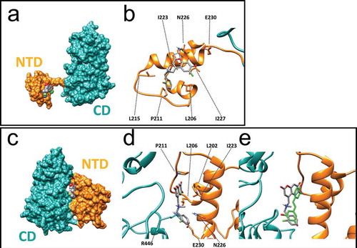 Figure 4. Molecular modelling of recognition between SCIC2 and SIRT1. (a) Binding mode of SCIC2 to SIRT1 open conformation structure. Protein surface is coloured orange (NTD) and cyan (CD), and ligand is represented by grey spheres. (b) Close-up view of SCIC2 binding mode as predicted by docking calculations. Protein is shown as orange stick and ribbons, and ligand as grey sticks. (c) Binding mode of SCIC2 to SIRT1 closed conformation structure. Protein surface is coloured orange (NTD) and cyan (CD), and ligand is represented by grey spheres. (d) Close-up view of SCIC2 binding mode as predicted by docking calculations. Protein is shown as orange stick and ribbons, and ligand as grey sticks. (e) X-ray binding mode of resveratrol (green sticks) superimposed on the theoretical one of SCIC2 (grey sticks). Protein is shown as orange and cyan ribbons.