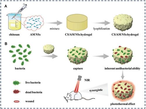 Figure 27 Schematic illustration of (A) the preparation of CS/AM NSs hydrogel and (B) its use in treating bacterial wound infection. Reproduced with permission from Liu Y, Xiao Y, Cao Y, et al. Construction of chitosan-based hydrogel incorporated with antimonene nanosheets for rapid capture and elimination of bacteria. Adv Funct Mater. 2020;30:2003196. © 2020 WILEY-VCH Verlag GmbH & Co. KGaA, Weinheim.Reproduced with permission from refCitation231