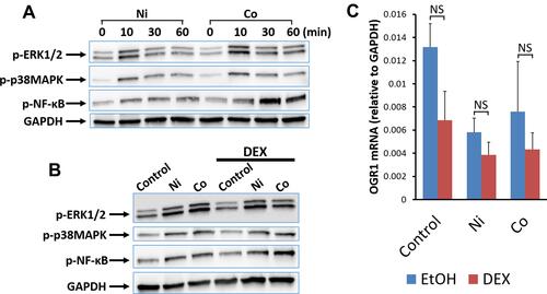 Figure 8 Effects of DEX on Ni- and Co-stimulated phosphorylation of ERK1/2, p38 MAPK, and NF-κB p65 and the expression of OGR1 mRNA in human bronchial smooth muscle cells. Phosphorylated ERK1/2, p38 MAPK, and NF-κB p65 were analyzed by Western blotting using specific antibodies for phospho-ERK1/2, phospho-p38 MAPK, and phospho-NF-κB p65 at 0, 10, 30, and 60 minutes after Ni- or Co-stimulation. GAPDH was used as a control protein in Western blotting. Ni (300 μM) and Co (300 μM) increased the phospho-ERK1/2, phospho-p38 MAPK, and phospho-NF-κB p65 after each metal stimulation. Phosphorylated ERK1/2 and phosphorylated p38 MAPK were maximal at 10 minutes after Ni and Co stimulation, and phosphorylated NF-κB p65 was maximal at 30 minutes after the stimulation. Representative results from two independent experiments are shown (A). DEX (100 nM) added 30 minutes before stimulation; it did not inhibit ERK1/2 phosphorylation at 10 min, p38 MAPK phosphorylation at 10 minutes, or NF-κB p65 phosphorylation at 30 minutes after Ni- and Co-stimulation. Representative results from three independent experiments are shown (B). The addition of DEX (100 nM) 30 minutes before Ni- and Co- stimulation did not decrease OGR1 mRNA expression after 5 h of Ni and Co stimulation. In BSMCs without metal stimulation (Control), there was a downward trend in OGR1 mRNA expression after 5.5 hours of DEX treatment compared to that without DEX treatment, but the difference was not significant (mean±SEM, n=4; NS, not significant) (C).