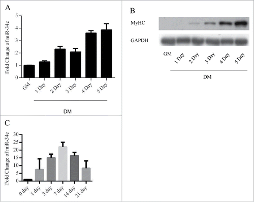 Figure 1. miR-34c exhibited low expression in proliferating myoblasts and were upregulated during skeletal muscle regeneration. (A) miR-34 expression was determined by qPCR from C2C12 myoblasts cultured in growth medium and differentiation medium for 1–5 d. (B) Immunoblotting was performed to detect MyHC protein expression as an indication of the differentiation status at the indicated times. (C) miR-34c was upregulated on days 1–21 post-CTX injury based on q-PCR analysis. miR-34c expression in skeletal muscle before CTX injection was set to 1.0. The results are expressed as the mean ± SD of 3 replicates.