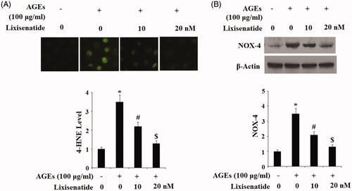 Figure 2. Lixisenatide ameliorates advanced glycation end products (AGEs)-induced oxidative stress. (A) The lipid peroxidation 4-HNE was determined by immunostaining; (B). NOX-4 was determined by western blot analysis (*, #, $, p < .01).