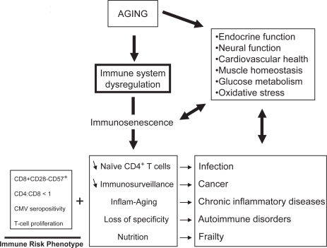 Figure 2 The aging process and its clinical consequences.